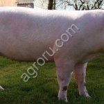 Свинmb сальной породы в живом весе