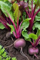 Свекла от производителя