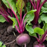 Свекла от производителя