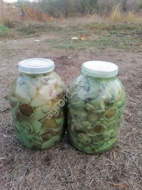 Грибы маслята