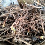 Корни и саженцы Кипрея узколистого / Иван чая