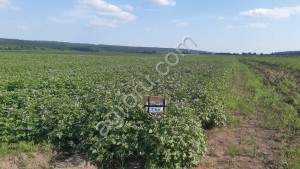 семена картофеля суперэлита Артур, Ариэль, Кумач