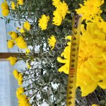 Цветы одноголовая хризантема
