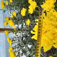 Цветы одноголовая хризантема