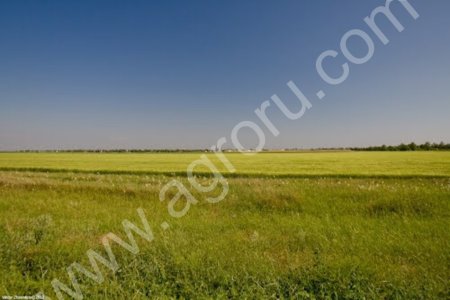 Красноперекоп, 33 Га