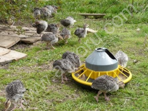 Индюшата бронзовые