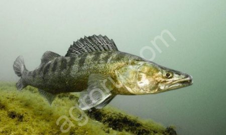 свежая речная рыба