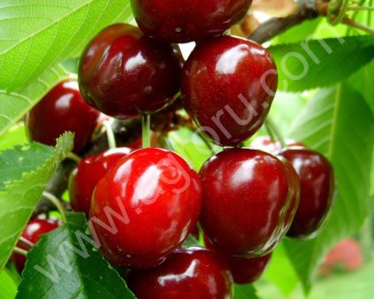 Черешня оптом от производителя