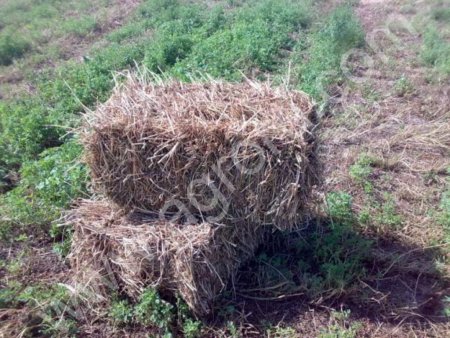 Сено луговое