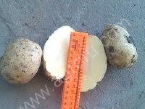 Картофель оптом! БОЛЬШИЕ ОБЪЕМЫ!