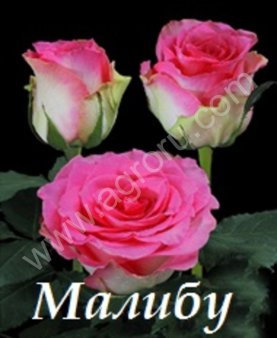 Саженцы РОЗ