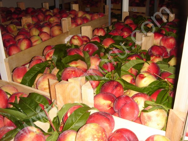 овощи и фрукты