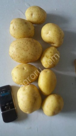 Картофель оптом  от производителя