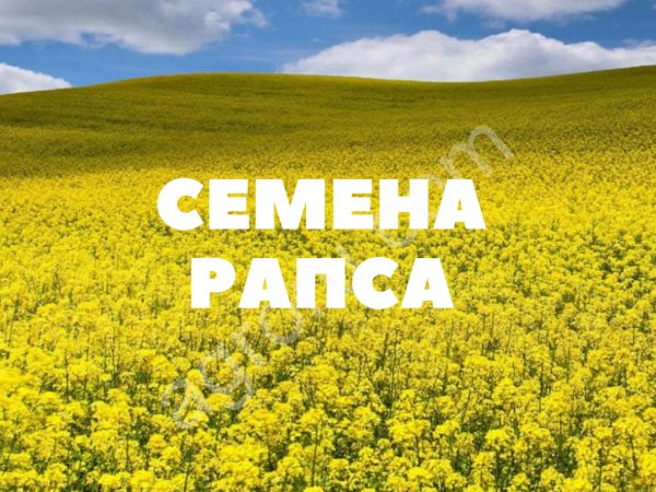 Семена озимого и ярового рапса на посев