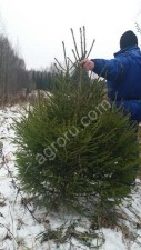 Ель новогодняя живая оптом.