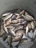 живой карась, живец.