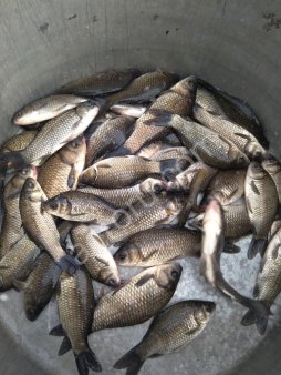 живой карась, живец.