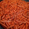 морковь лом