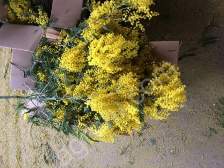 Мимоза Акация Серебристая