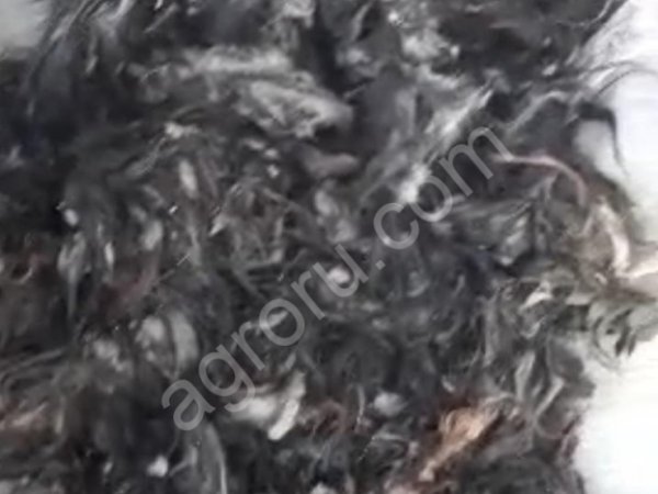 козья шерсть пуховая немытая оптом