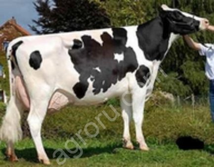 Племенные нетели и первотёлки