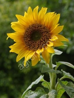 Семечка подсолнечника оптом.