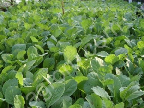 Рассада капусты