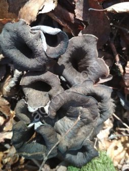 чёрные лисички(вороночник рожковидный)