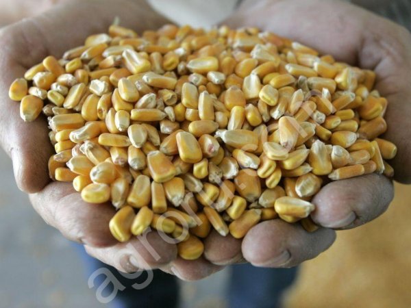 кукурузу на экспорт