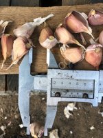 Семенной <strong>чеснок</strong> Добрыня