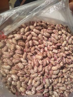 Фасоль РЯБАЯ