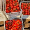 Тепличные помидоры на веточках сорта Бандито