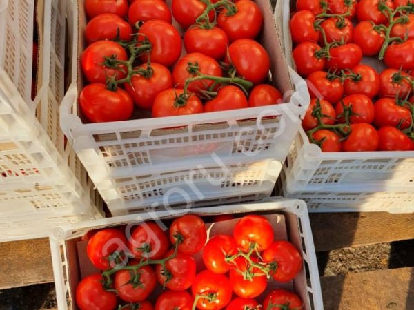 Тепличные помидоры на веточках сорта Бандито