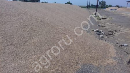 Пшеницу урожай 2019