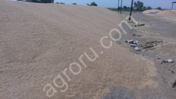 Пшеницу урожай 2019