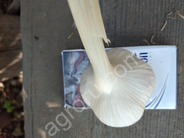 Чеснок урожай 2021