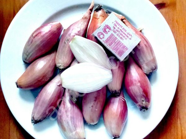 Лук семейный