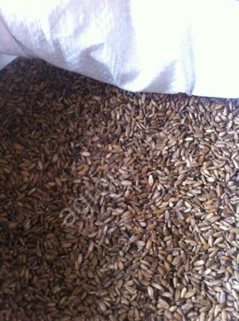 Расторопша