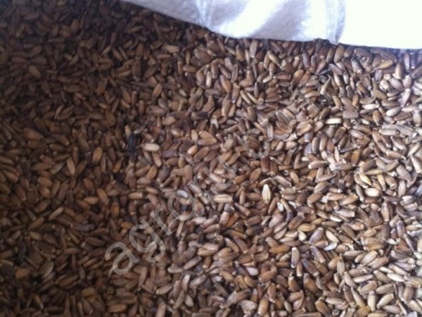 Расторопша