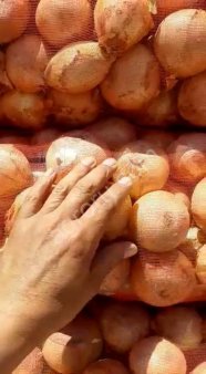 Лук репчатый