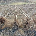 Саженцы липы .