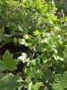 Саженцы крыжовника, смородины, малины оптом
