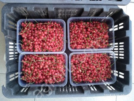 красная смородина