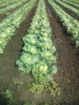 Капуста белокочанная