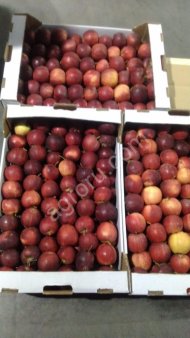 Яблоки от производителя