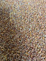 Кукуруза фуражная