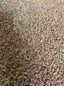 Кукуруза фуражная