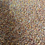 Кукуруза фуражная