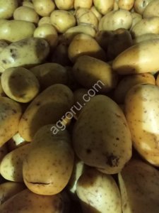 Картофель, некондиционный