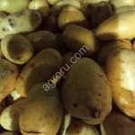 Картофель, некондиционный